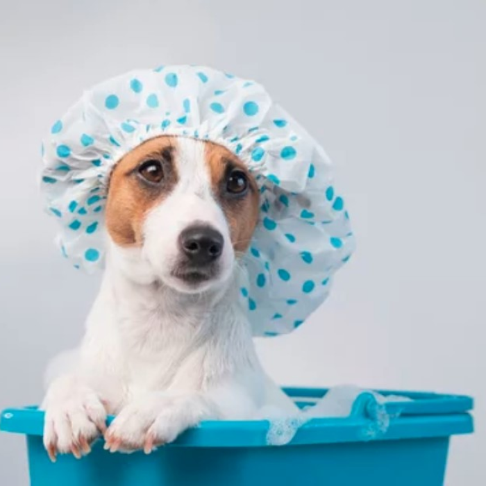 best pet clinic in noida